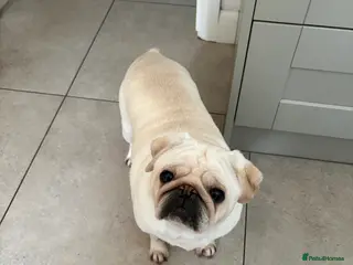 Pug dogs White female pug for rehoming - Advert 5