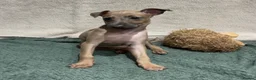 Italian Greyhound dogs for sale: Beautiful Italian Greyhound Puppy 1 Girl Available - Advert 3