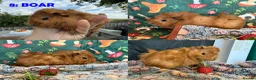 Guinea Pig rodents for sale: Various Guinea Pigs - Ready Now - Advert 16