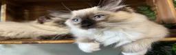 Ragdoll cats for sale: Pure Ragdoll kittens - 2 females, one male  in Saint Austell - Advert 3