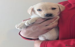 Labrador Retriever dogs for sale: KC Reg many Champion lines Drakeshead in pedigree  - Image 8