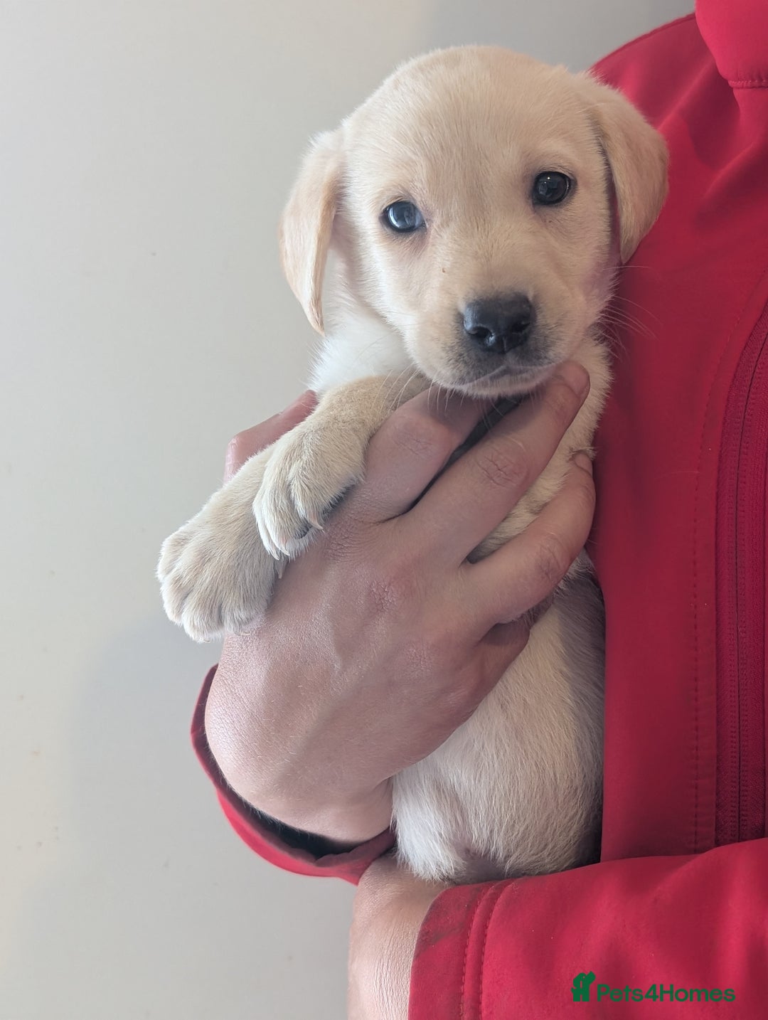 Labrador Retriever dogs for sale: KC Reg many Champion lines Drakeshead in pedigree  - Image 8
