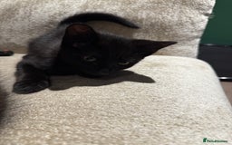 Mixed Breed cats for sale: 2 Lovely kittens ready for new homes  - Image 8