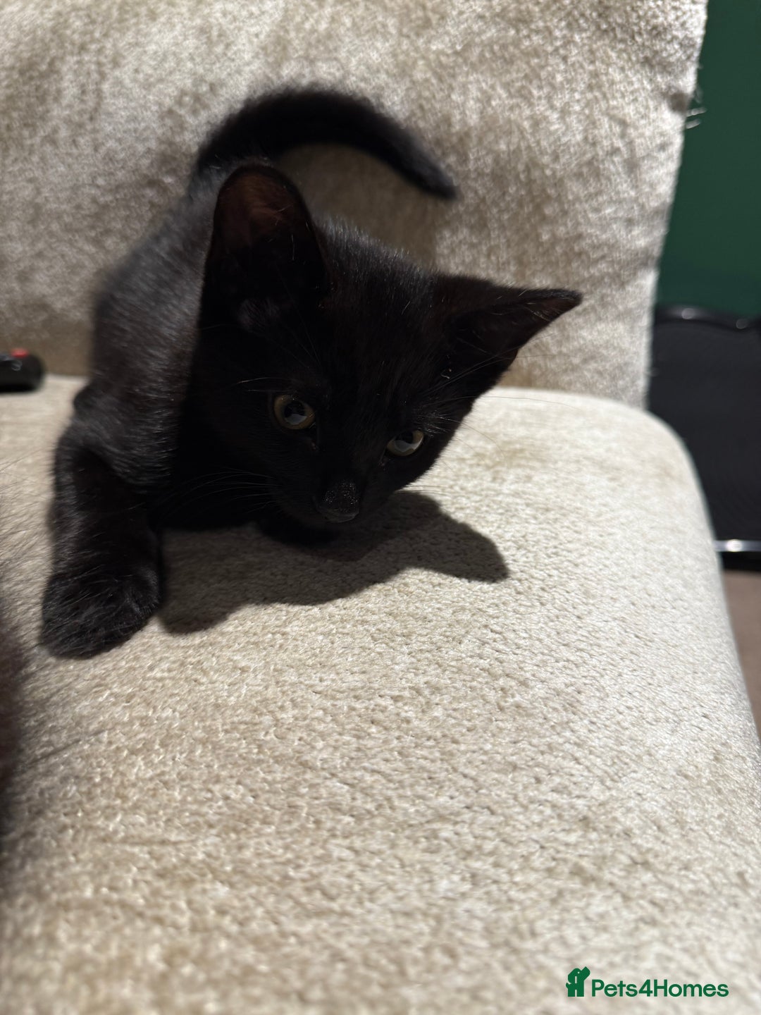 Mixed Breed cats for sale: 2 Lovely kittens ready for new homes  - Image 8