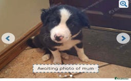 Border Collie dogs for sale: Border Collie 4 months  - Image 3