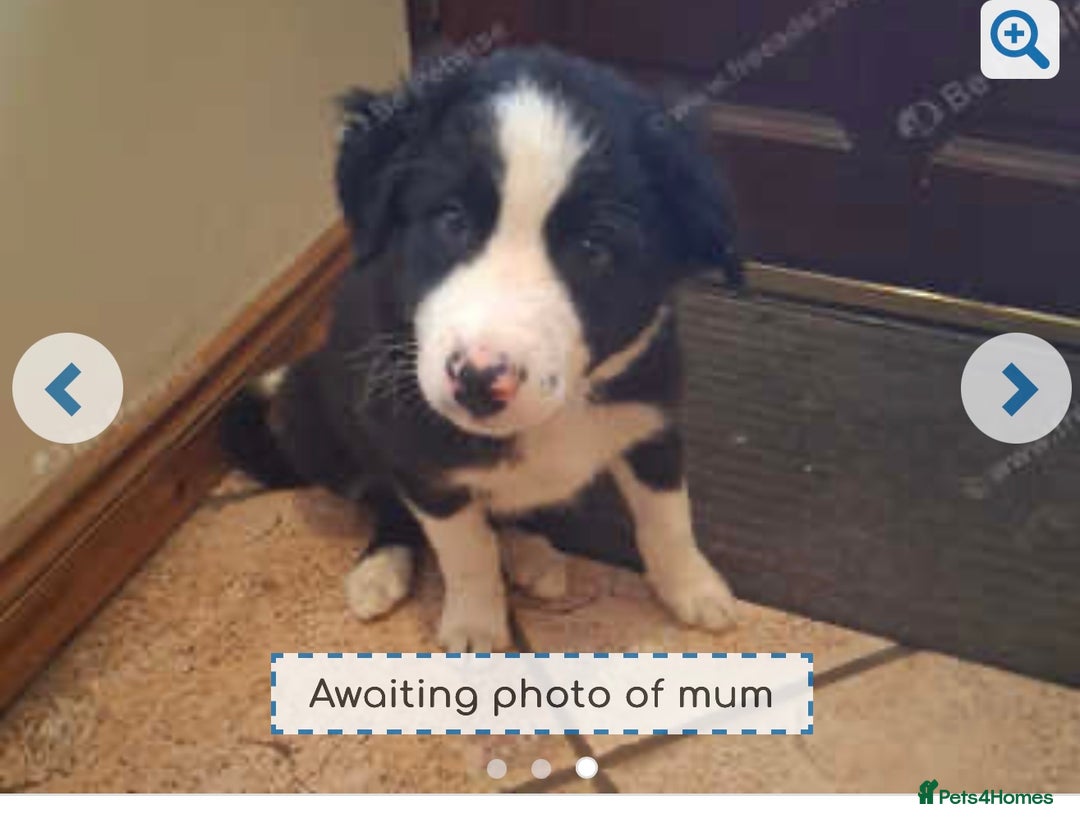 Border Collie dogs for sale: Border Collie 4 months  - Image 3