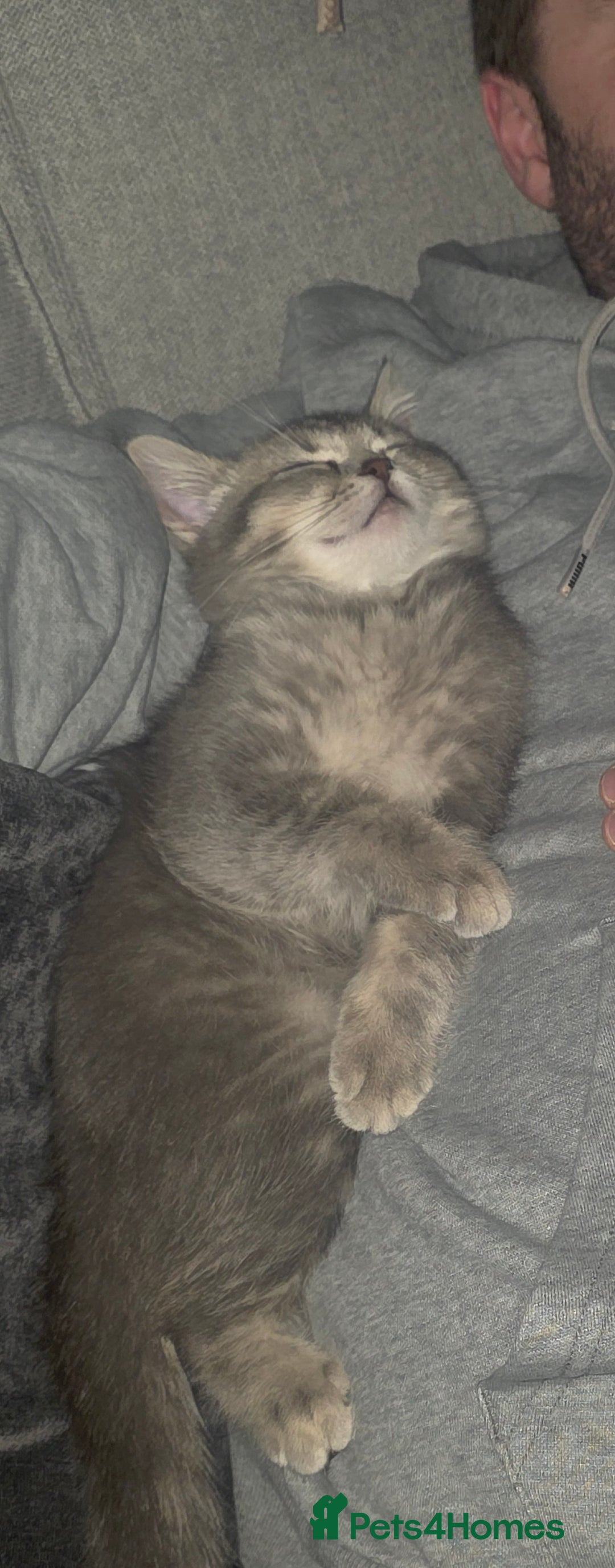 British Shorthair cats for sale: British shorthair tabby kitten - Image 7