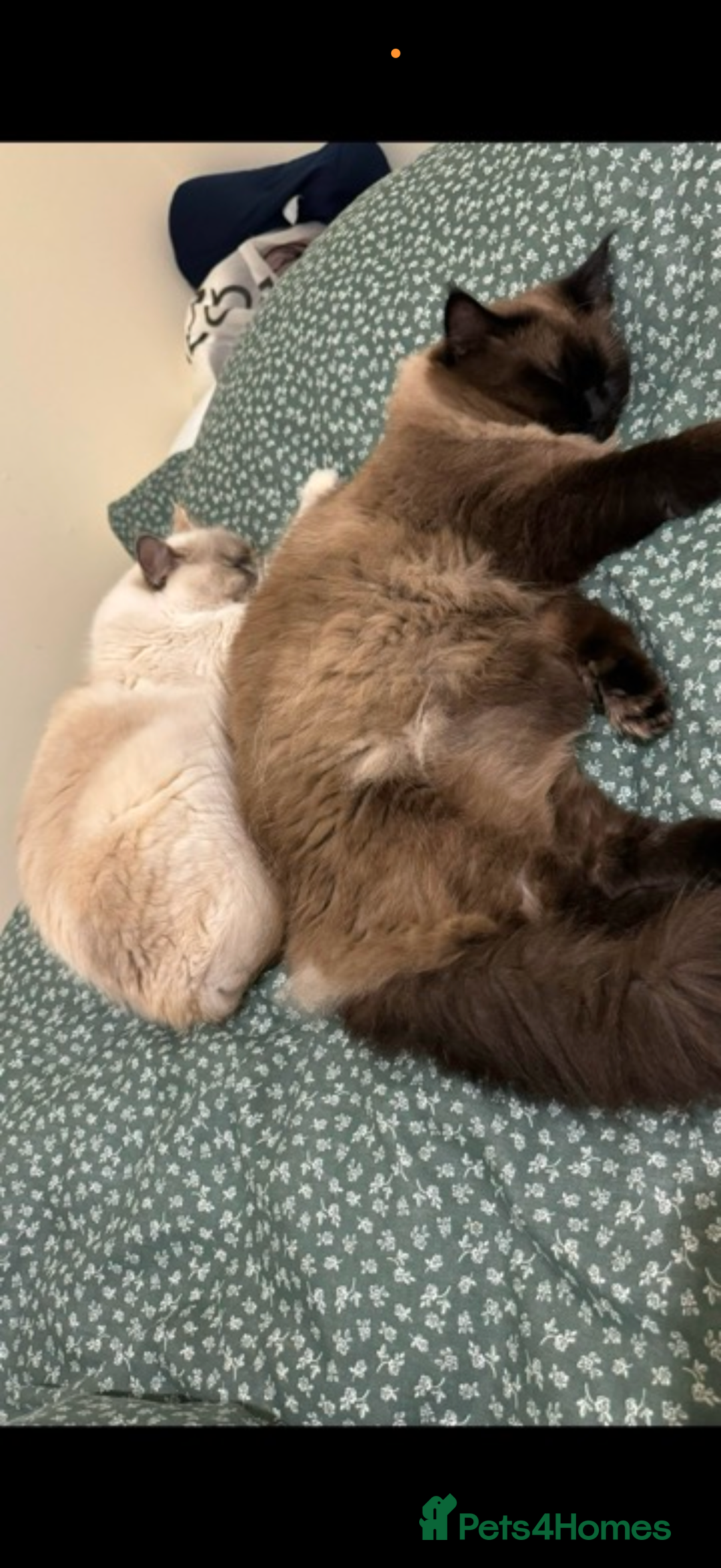 Ragdoll cats for sale: Two ragdoll cats for sale  - Advert 2