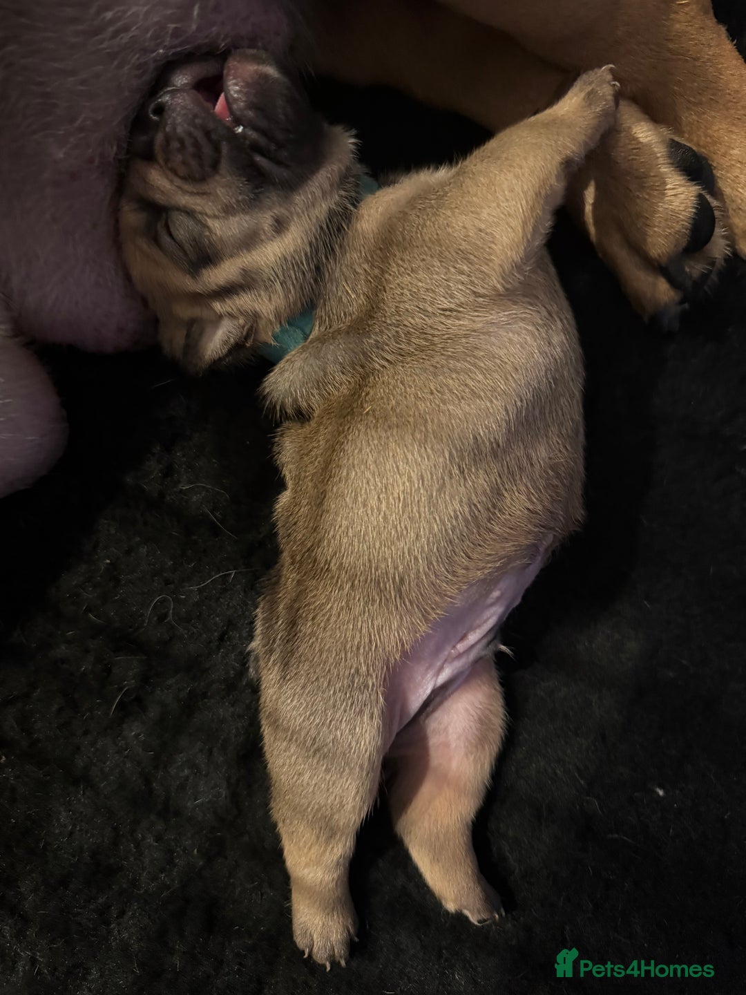 English Bulldog dogs for sale: Traditional English Bulldog Puppies  - Image 10