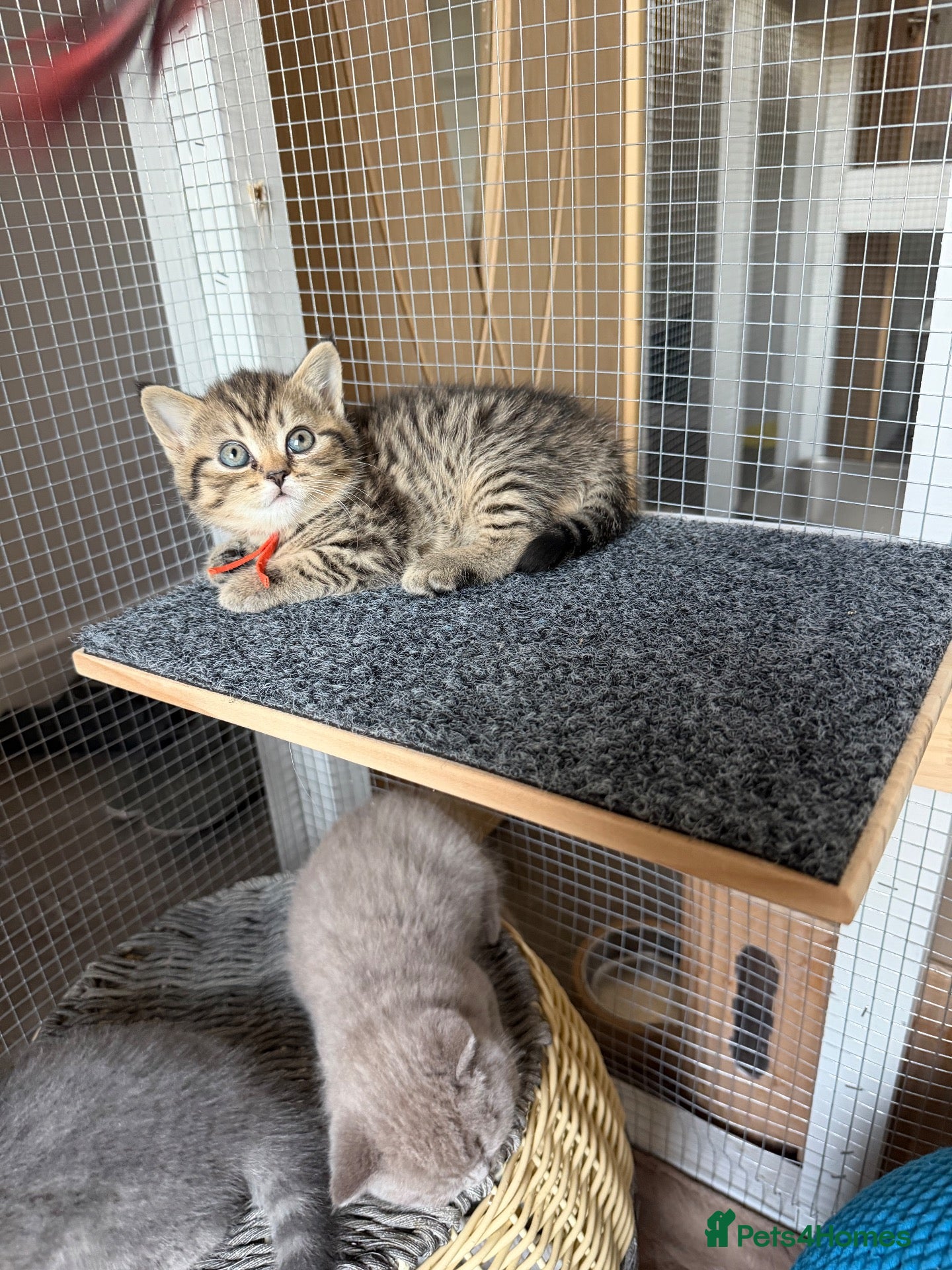 British Shorthair cats BSH chinchila Tica registered 💝💝🌟🌟🌟🌟🥇🥇🥇🥇 - Advert 2
