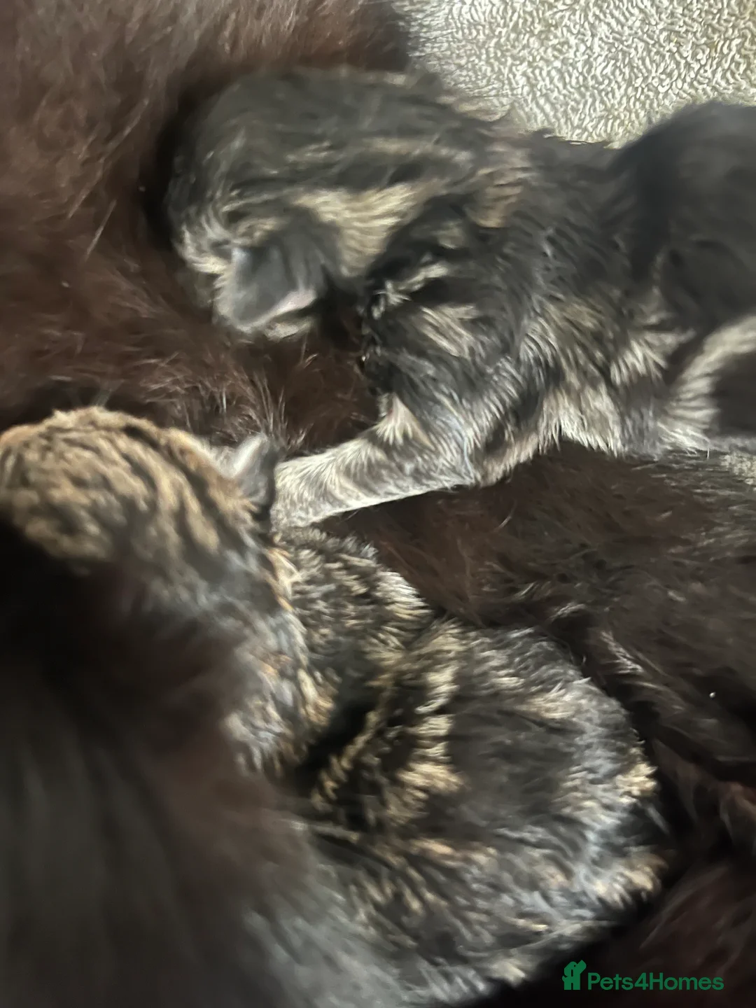 Mixed Breed cats for sale: Amber Bengal X shorthaired Black kittens in Cambridge - Advert 27