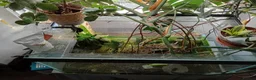 Axolotl reptiles for sale: Professional axolotl setup and 4 axolotl. in Neath - Advert 3
