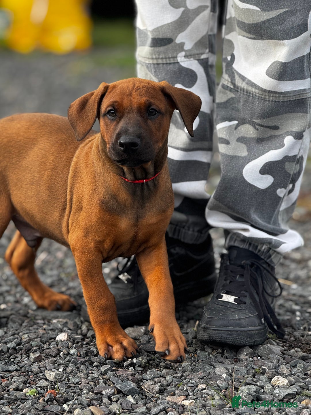 Mixed Breed dogs for sale: 75% working dobermanns Reduced price on final 2!!! - Advert 4