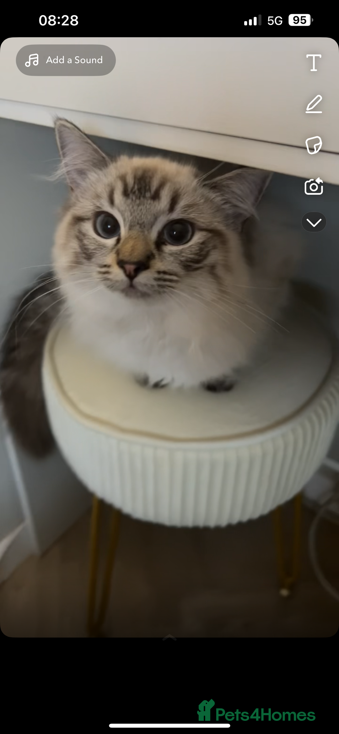 Ragdoll cats for sale: Ragdoll - Image 4