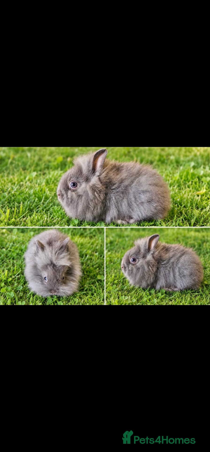 Angora rabbits Chocolate Angora X Lionhead Doe - Advert 1