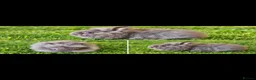 Angora rabbits for sale: Chocolate Angora X Lionhead Doe - Advert 1
