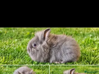 Angora rabbits Chocolate Angora X Lionhead Doe - Advert 1