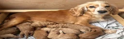 Cockapoo dogs for sale: F1 Cockapoo Puppies  in Axbridge - Advert 1