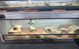 Lizard reptiles for sale: Colored lizards and cage  - Image 11