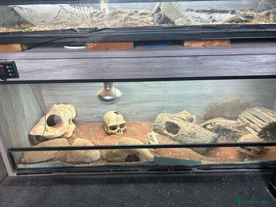 Lizard reptiles for sale: Colored lizards and cage  - Image 11