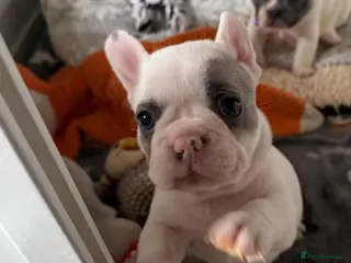 French Bulldog dogs Beautiful French Bulldog Puppies in Andover - Advert 1