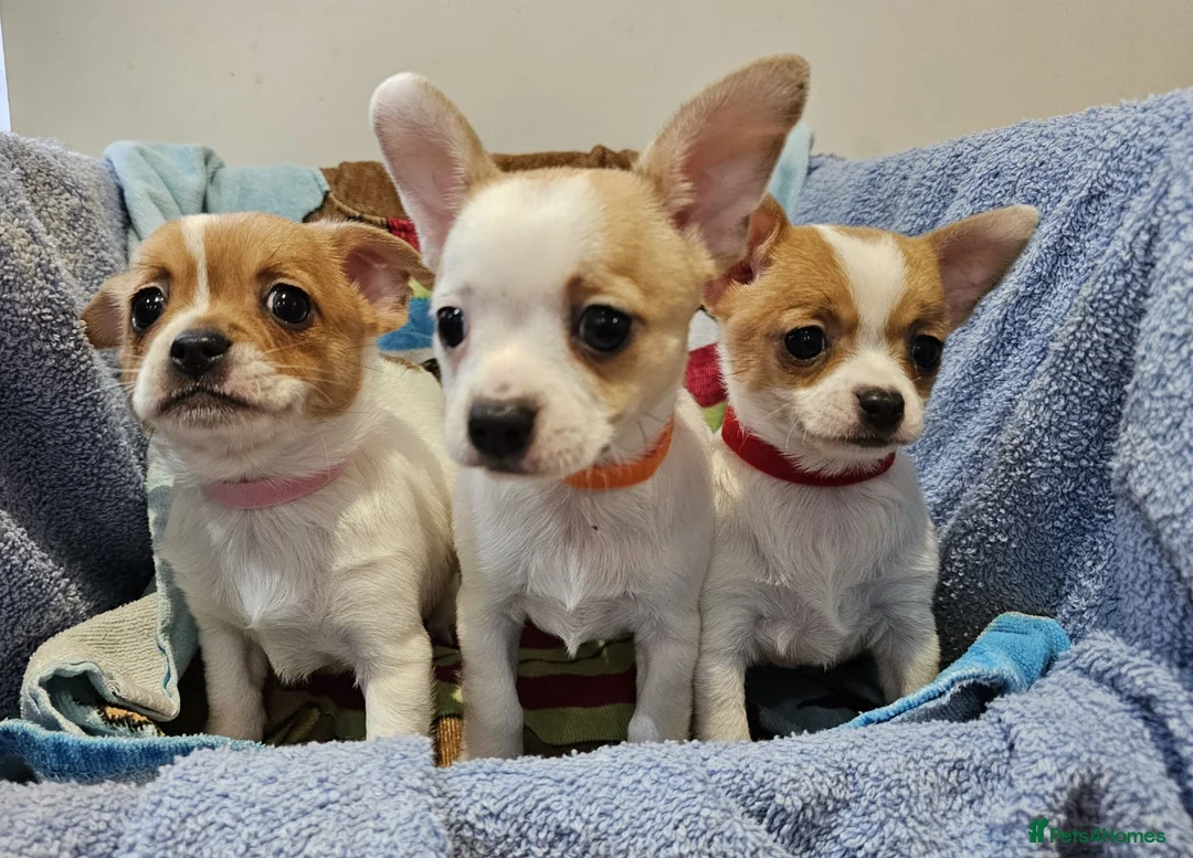 Chihuahua dogs for sale: Adorable Chihuahua puppies ready to leave  - Advert 1