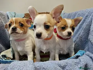Chihuahua dogs Adorable Chihuahua puppies ready to leave - Advert 1