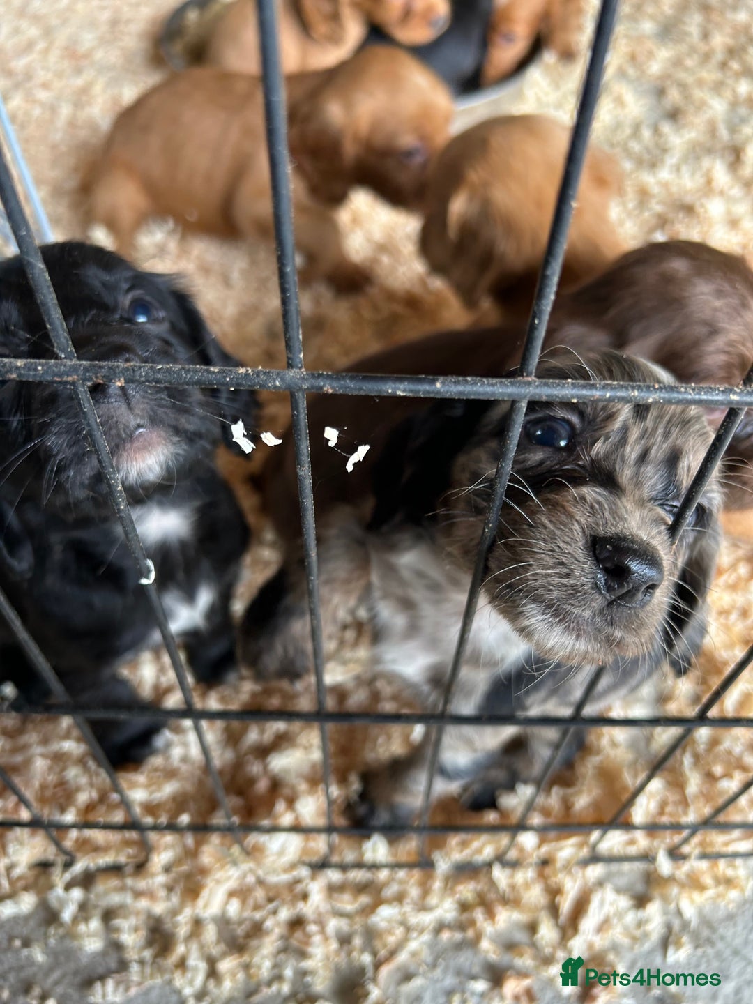 Cocker Spaniel dogs for sale: Cocker spaniel puppies  - Image 5
