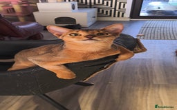 Abyssinian cats for sale: Abisinian kittens  - Image 18