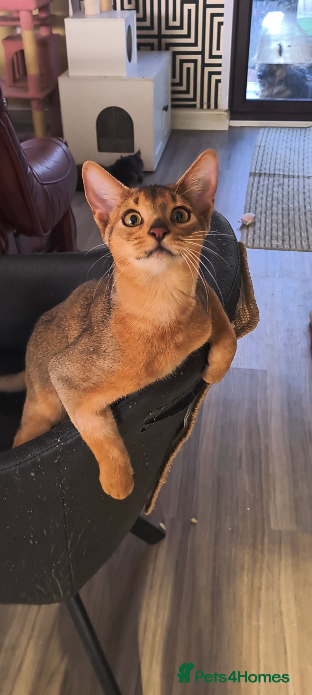 Abyssinian cats for sale: Abisinian kittens  - Image 18