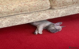 French Bulldog dogs for sale: Our little Aida - new loving family home  - Image 3