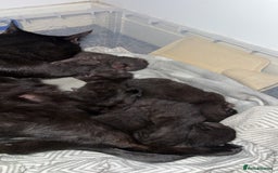 Bombay cats for sale: 5 freshly baked kittens! - Image 7