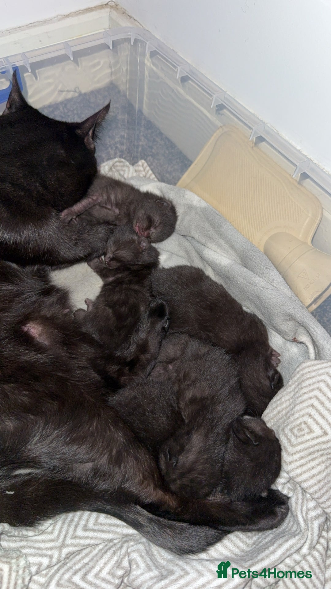 Bombay cats for sale: 5 freshly baked kittens! - Image 7