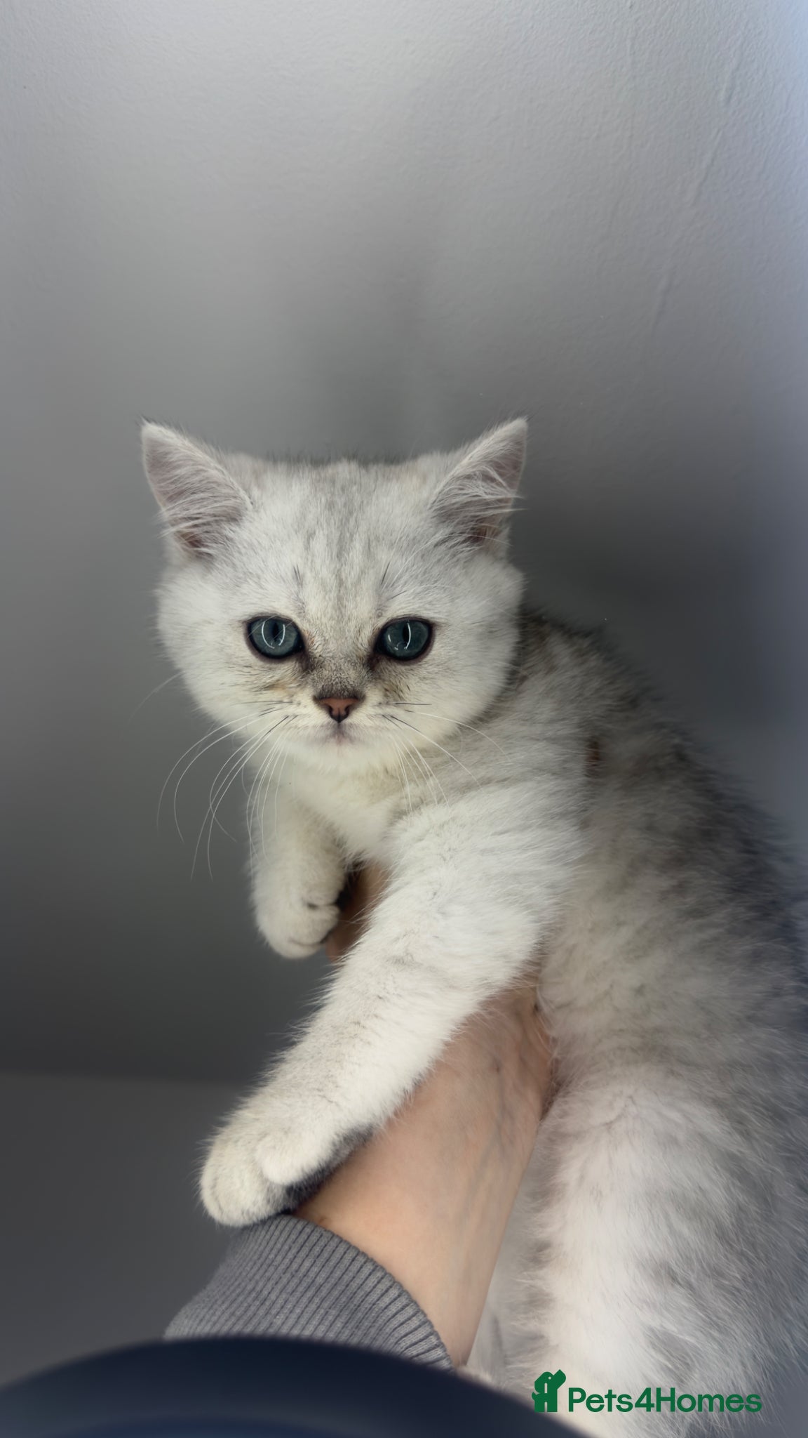 Scottish Fold cats for sale: Scottish straight male - Advert 7