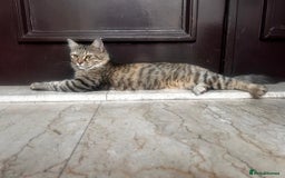 Mixed Breed cats for adoption: PERSE - ADORABLE BEAUTIFUL SEMI LONG HAIR SPAYED - Image 1