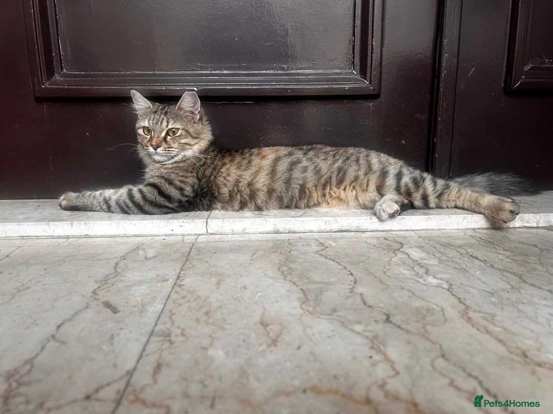 Mixed Breed cats for adoption: PERSE - ADORABLE BEAUTIFUL SEMI LONG HAIR SPAYED - Image 1