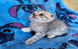 Scottish Fold cats for sale: Two boys Scotitish fold - Image 3