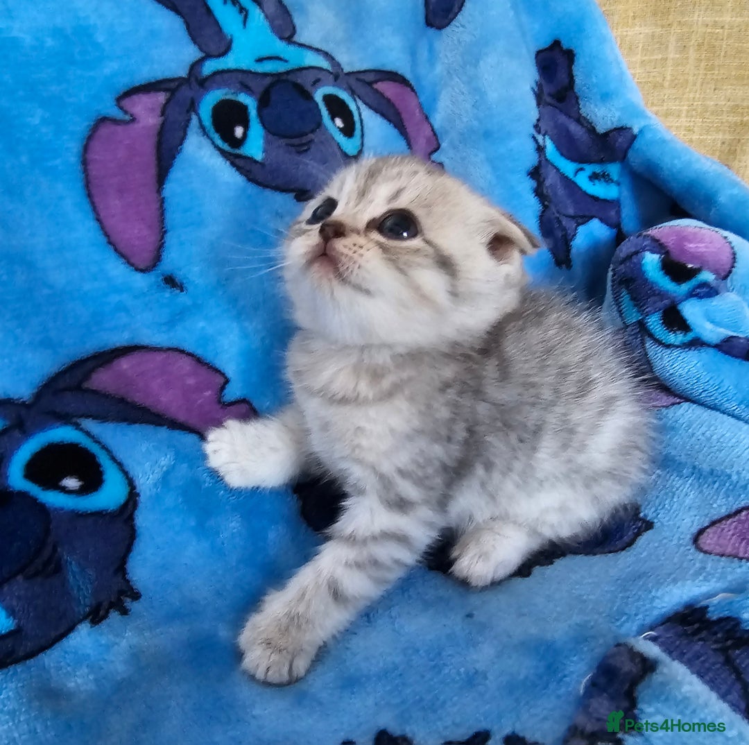 Scottish Fold cats for sale: Two boys Scotitish fold - Image 3