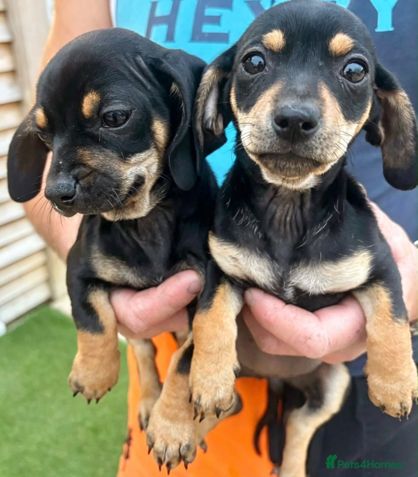 Dachshund dogs STUNNING DACHSHUND PUPS READY LAST GIRL - Advert 4