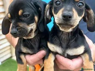 Dachshund dogs STUNNING DACHSHUND PUPS READY LAST GIRL - Advert 4