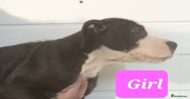 Mixed Breed dogs - Advert 11