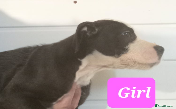 Mixed Breed dogs - Advert 1