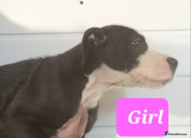 Mixed Breed dogs - Advert 6