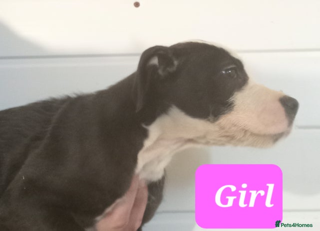 Mixed Breed dogs - Advert 1