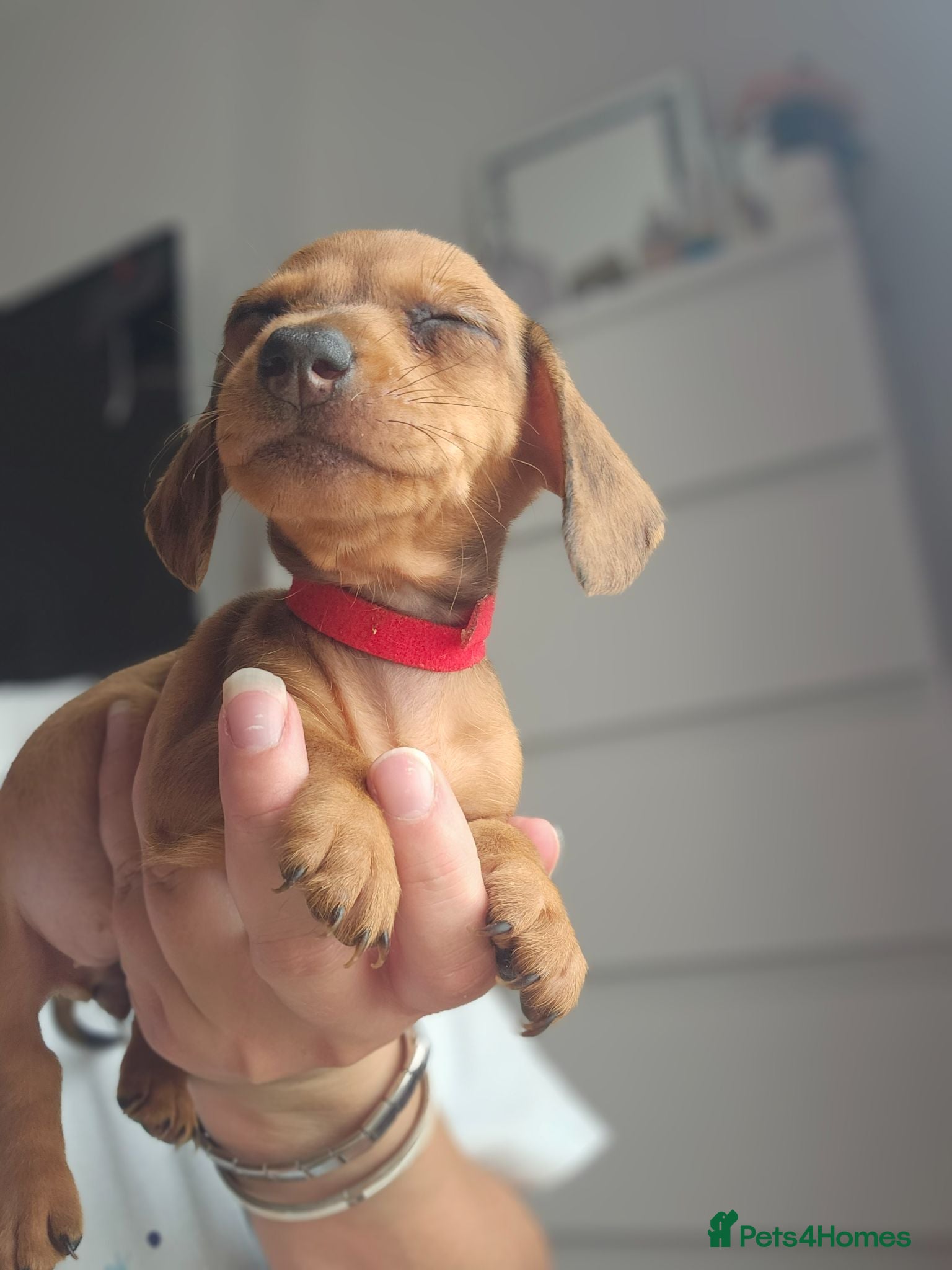 Dachshund dogs Miniature Dachshunds READY TO LEAVE - Advert 1