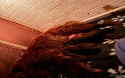 Newfoundland dogs for sale: Kc Registered & health tested Newfoundland Puppies - Image 3