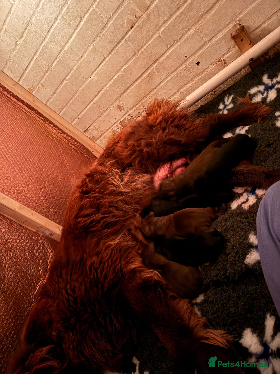 Newfoundland dogs for sale: Kc Registered & health tested Newfoundland Puppies - Image 3