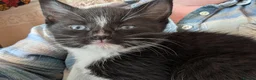 Mixed Breed cats for sale: Kittens for sale  in Stoke-on-Trent - Advert 18