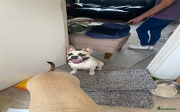 French Bulldog dogs for sale: Rehoming one year old French bulldog - Image 6