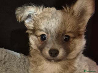 Chihuahua dogs Adorable chihuahua pupps - Advert 18